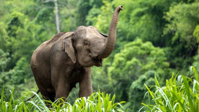 Asia,Elephant,In,Thailand,,Asia,Elephants,In,Chiang,Mai.,Elephant
