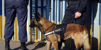 K9 Welfare
