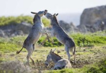 Two donkeys playfully spar, one donkey rests nearby.