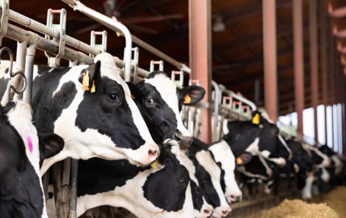 2512859277 featured image Cows in a barn feeding on hay