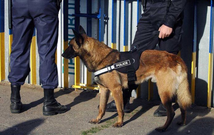 527852191 featured image Police dog standing with two officers