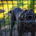 A dog barking loudly from behind a fence