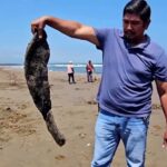 Disastrous Oil Spoil Wrecks Havoc Along Gulf Coast