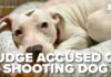 Judge SHOOTS Puppy — State Probe Launched