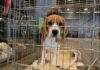 Obama Ran Sickening Campaign to Cover Beagle Torture Program beagle puppy in a metal crate