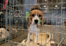beagle puppy in a metal crate