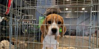 beagle puppy in a metal crate