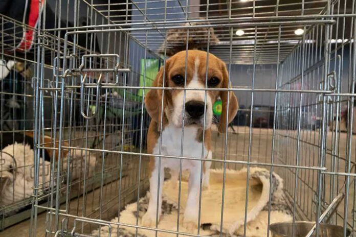 shutterstock_1563568048 beagle puppy in a metal crate