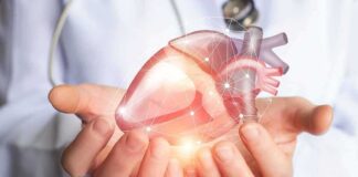 Hands holding a digital heart model
