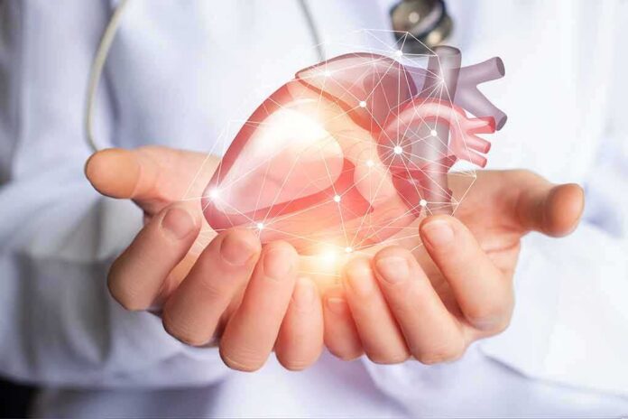 Hands holding a digital heart model