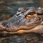 Close-up of a crocodile's head partially submerged in water