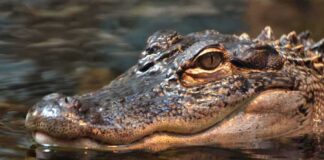 Close-up of a crocodile's head partially submerged in water