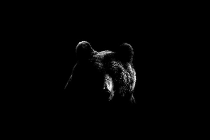 Brown,Bear,Face,Contour,In,Black,And,White.,Bear,Face