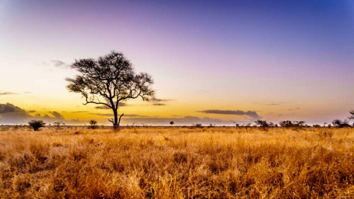 Sunrise,Over,The,Savanna,And,Grass,Fields,In,Central,Kruger